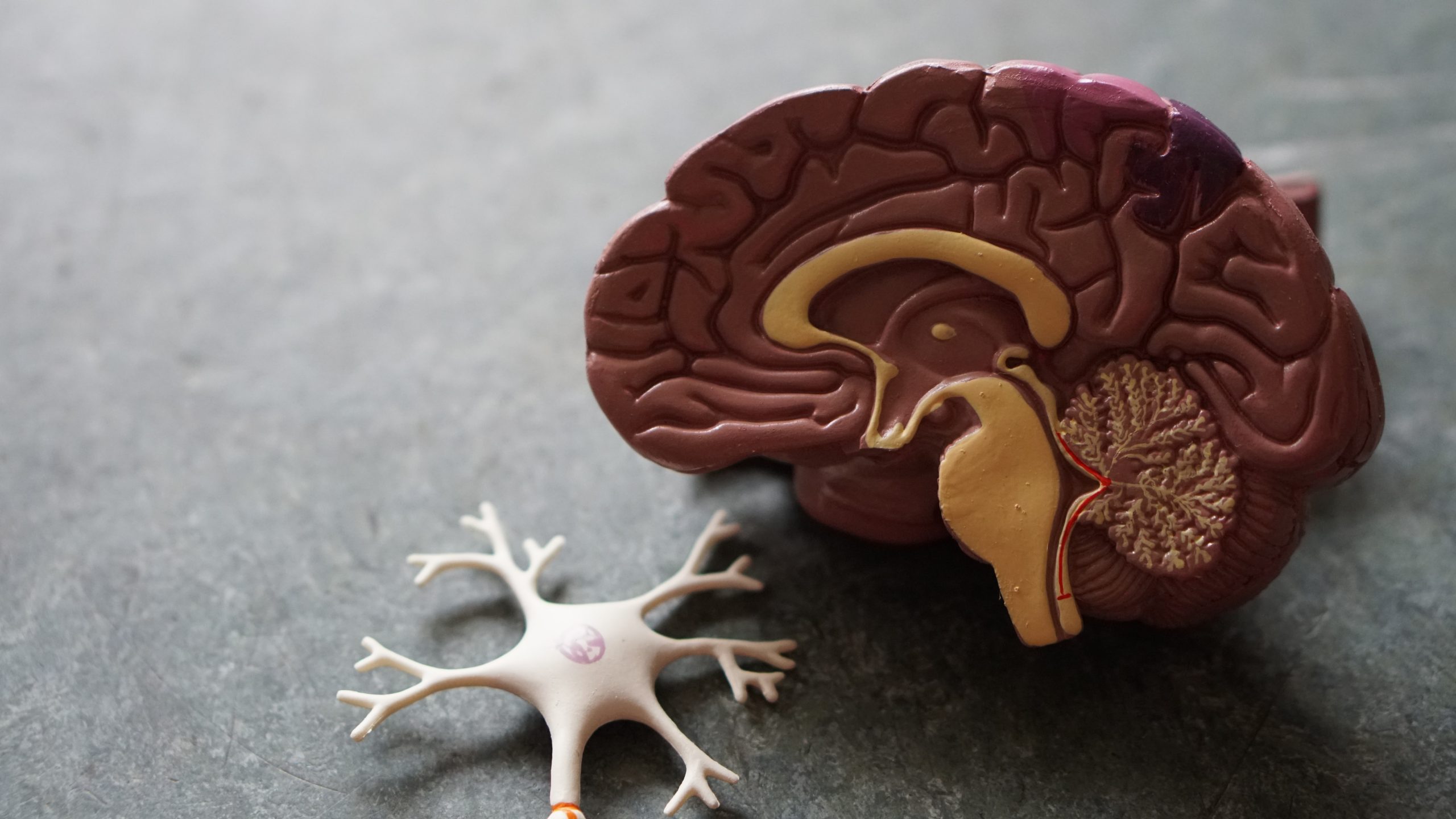 Fake brain used for science